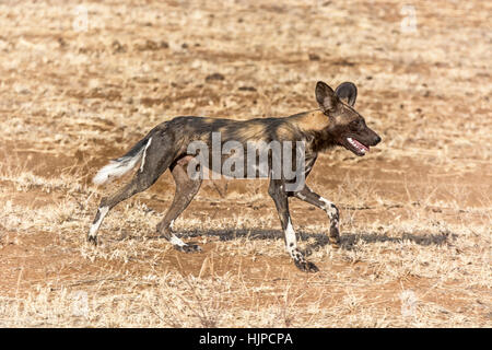 African Wild Dog, Lycaon pictus, dipinto di cane, Bufalo Springs Game Reserve, Samburu, Kenya, Africa Africa cane da caccia in esecuzione, adulto cane selvatico azione Foto Stock