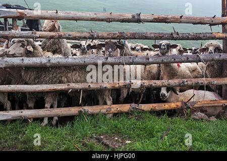 Le pecore nel prato nella nebbia sul prato coperto di rugiada dietro le sbarre Foto Stock