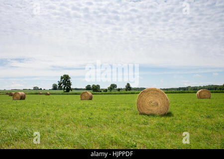 Golden balle di fieno in un campo verde. Paesaggio rurale con una luce calda e copia dello spazio nel cielo se necessario. Foto Stock