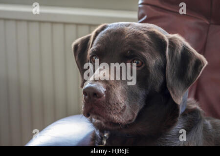 Close-up di rosso/marrone/chocolate labrador retriever cane seduto su una sedia in camera Foto Stock