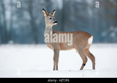 Giovane maschio capriolo senza palchi durante il periodo invernale Foto Stock