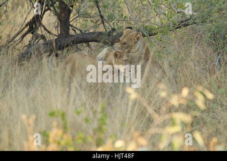 Due leonesse mock-combattimenti in erba lunga Foto Stock