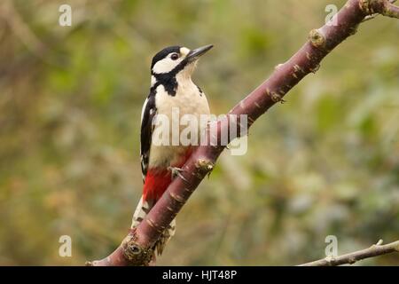 Maschio di Picchio rosso maggiore sul ciliegio Foto Stock