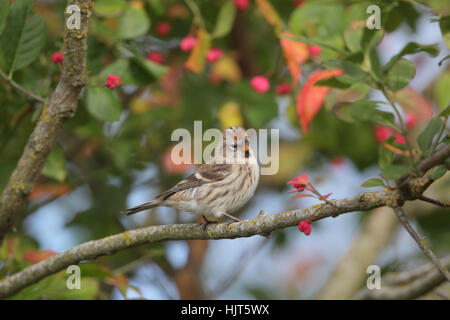 Comune o farinoso Redpoll (Acanthis flammea) appollaiato su un ramo di un albero con bacche rosse, mentre sulla migrazione Foto Stock