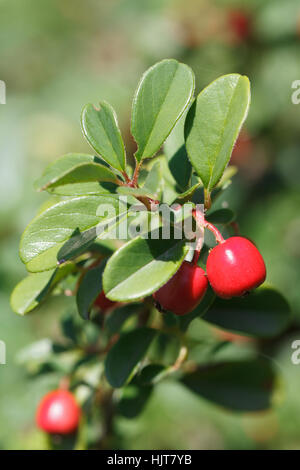 Cowberry arbusto con bacche rosse closeup verticale all'aperto Foto Stock