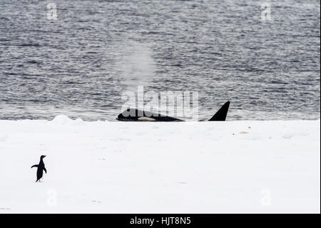 Una balena killer caccia lungo il mare di ghiaccio in prossimità del bordo di un Adelie Penguin in Antartide. Foto Stock