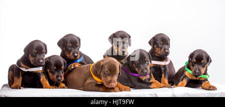 Gruppo di Doberman cuccioli, isolato su sfondo bianco Foto Stock