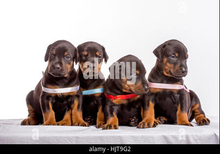 Gruppo di Doberman cuccioli, isolato su sfondo bianco Foto Stock