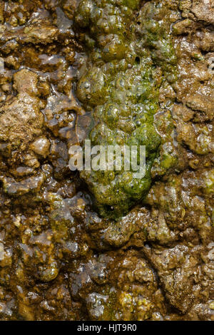 Scivolose rocce sotto l'influenza di lungo termine acqua, nota leggera profondità di campo Foto Stock