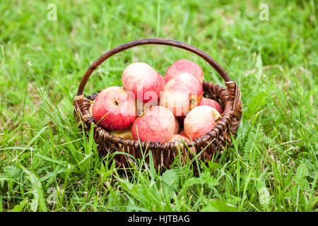 Legno cesto in vimini con fresche mele mature in giardino su erba verde Foto Stock