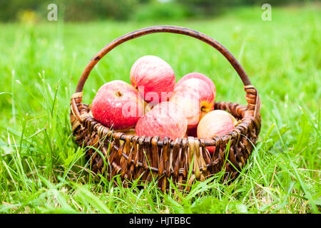 Legno cesto in vimini con fresche mele mature in giardino su erba verde Foto Stock