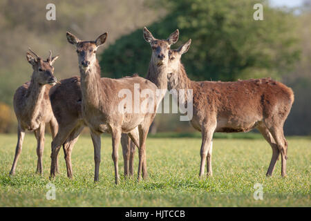 Il cervo (Cervus elaphus). Tre cerve con singolo rebbio antlered yearling maschio, a sinistra. Fotografato da 'finestra auto hide'. Aprile. Norfolk. Regno Unito. Foto Stock