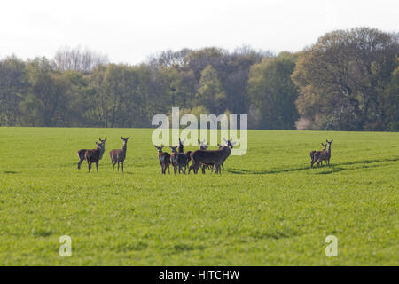 Il cervo (Cervus elaphus). Catturato in aperto, viaggiando in autunno seminato raccolto di cereale, sul loro modo di copertura boschiva sull orizzonte. Aprile. Foto Stock