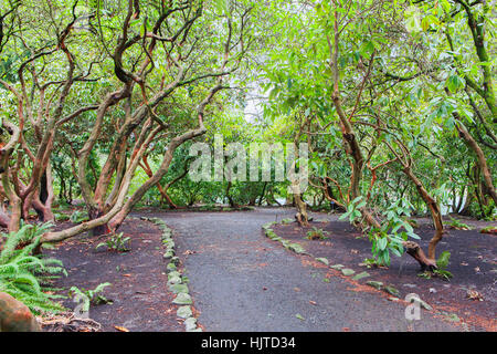 Sentiero attraverso la foresta di rododendri e Madrona alberi. Foto Stock