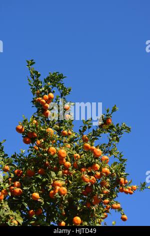 Arance Clementine sull'albero contro il cielo blu, maturo e pronto per il raccolto Foto Stock