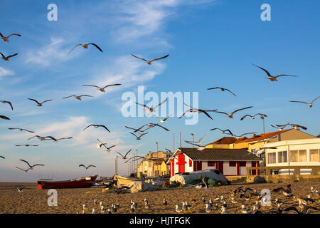 Villaggio di pescatori sulla costa atlantica del Portogallo. Gabbiani togliere dalla spiaggia. Foto Stock