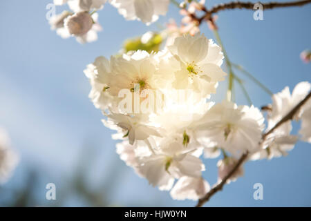 Albero di albicocche in fiore con retro illuminazione Foto Stock