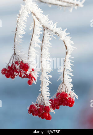 Viburno rosso di bacche di rosa (Viburnum opulus) con brina, Hesse, Germania Foto Stock