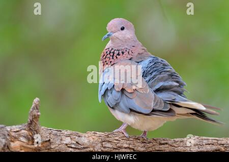 Ridendo colomba (Spilopelia senegalensis), Adulto, appollaiato su un ramo, il Parco Nazionale Kruger, Sud Africa Foto Stock