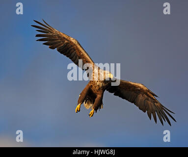 White-tailed eagle (Haliaetus albicilla) in volo, Flatanger, Norvegia Foto Stock