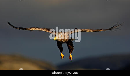 White-tailed eagle (Haliaetus albicilla) in volo, Flatanger, Norvegia Foto Stock