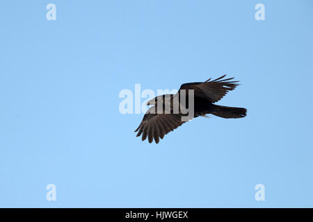 Comune di corvo imperiale (Corvus corax) battenti, cielo blu, il nord della Finlandia, Finlandia Foto Stock