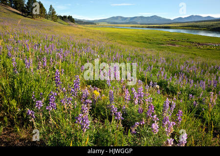 WYOMING - fioritura di lupino sulle colline sopra il fiume Yellowstone nel Hayden Valley area del Parco Nazionale di Yellowstone. Foto Stock