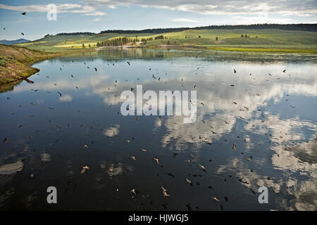 WYOMING - rondini in volo vicino a nidi sotto un ponte a corna di alce Creek nella valle di Hayden area del Parco Nazionale di Yellowstone. Foto Stock
