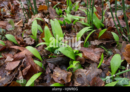 Bärlauch, Bär-Lauch, Blätter, Blatt, Allium ursinum, Ramsons, legno di aglio, Wood-Garlic Foto Stock