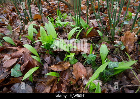 Bärlauch, Bär-Lauch, Blätter, Blatt, Allium ursinum, Ramsons, legno di aglio, Wood-Garlic Foto Stock