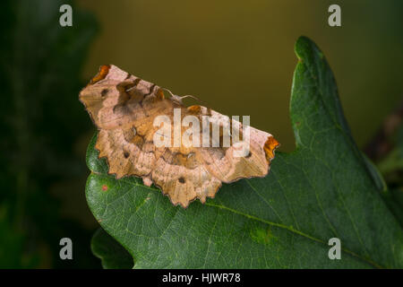 Violettbrauner Mondfleckspanner Selenia tetralunaria, viola thorn, l'ennomos illustre. Chiave, Geometridae, looper, uncini, geometra falene, GEOMET@ Foto Stock