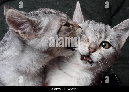 Due gatti che si azzuffano Foto Stock