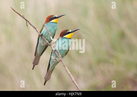 Blu, api, bee eater, blu, colorato, colorato, splendida, molteplici, Foto Stock