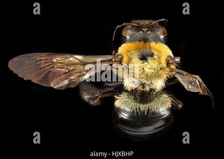 Una femmina Xylocopa virginica, nota anche come un falegname, fotografata nella Prince George's County, Maryland. Questa specie è nota per il suo ruolo nell'impollinazione ed è un contributo significativo all'ecosistema locale. Foto Stock