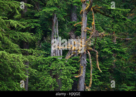 Vecchia foresta nel sud-est dell Alaska in estate. Foto Stock