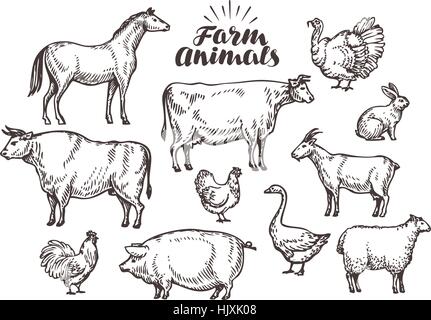 Set di animali da fattoria. Mucca cavallo pollo maiale toro oca pecora capra coniglio gallo Illustrazione Vettoriale