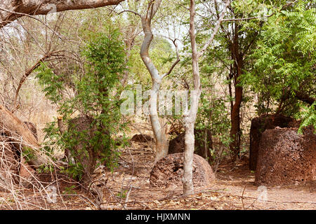 Lamin Koto circoli di pietra, sito Patrimonio Mondiale dell'UNESCO, il Gambia, Africa Foto Stock