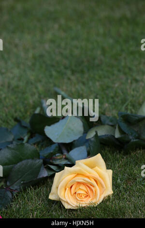 Rose déposée sur la pelouse du Jardin du souvenir. Cimetière du Père Lachaise. Foto Stock