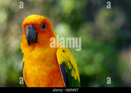 Vista dettagliata del pappagallo giallo bird, sun conure Foto Stock