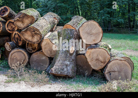 Tagliare tronchi di alberi in una foresta Foto Stock