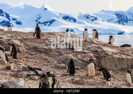 Pinguino Gentoo in appoggio sulle rocce e montagne in fondo alla baia Neko, Antartico Foto Stock