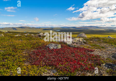 In autunno il paesaggio alpino con uva ursina in primo piano e le montagne sullo sfondo, Kiruna, Lapponia svedese, Svezia Foto Stock