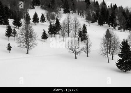 Bordo della foresta in inverno, con bosco di abeti e faggi Foto Stock