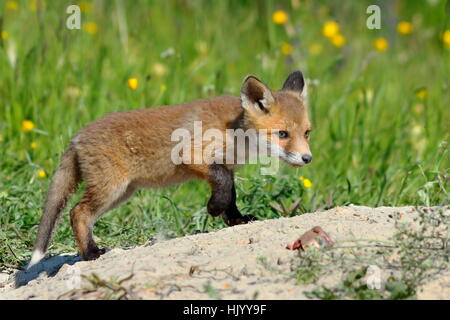 Giovani eurasian red fox di esplorare i dintorni vicino al burrow ( Vulpes vulpes ) Foto Stock