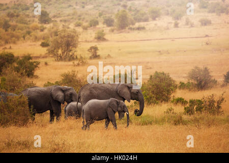 Gli elefanti sul loro modo di ritorno da alimentare in paludi Foto Stock