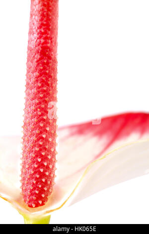 Macro Close-up, macro di ammissione, vista ravvicinata, flora, negozio di fiori, pagina, Foto Stock