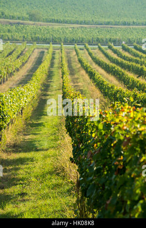 Vigneti nella regione del vino, Palava Moravia del Sud, Repubblica Ceca, Europa Foto Stock