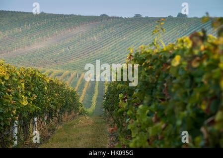 Vigneto in zona Velke Bilovice, Moravia Repubblica Ceca Foto Stock