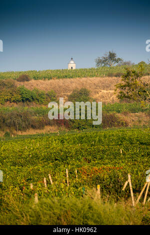 Vigneto in zona Velke Bilovice, Moravia Repubblica Ceca Foto Stock