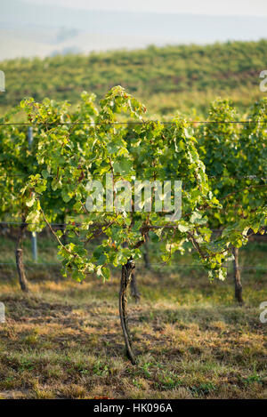 Vigneto in zona Velke Bilovice, Moravia Repubblica Ceca Foto Stock